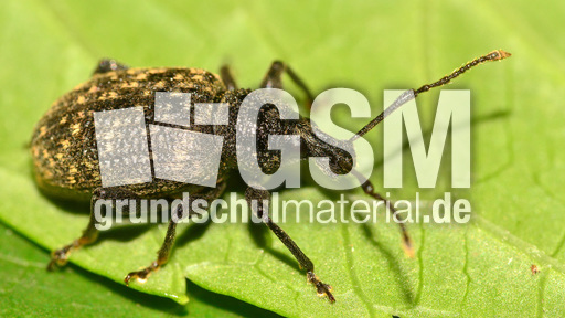 Gefurchter Dickmaulrüssler (4).jpg